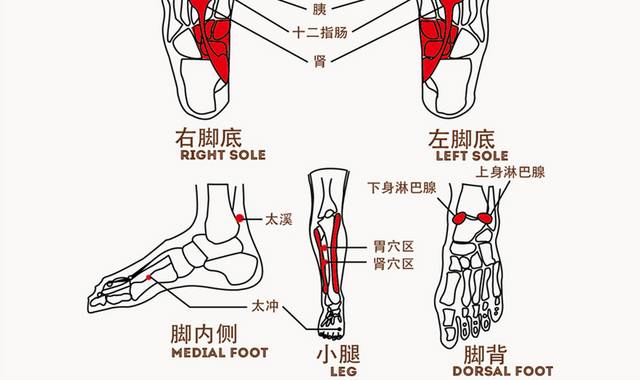 矢量足底经脉图