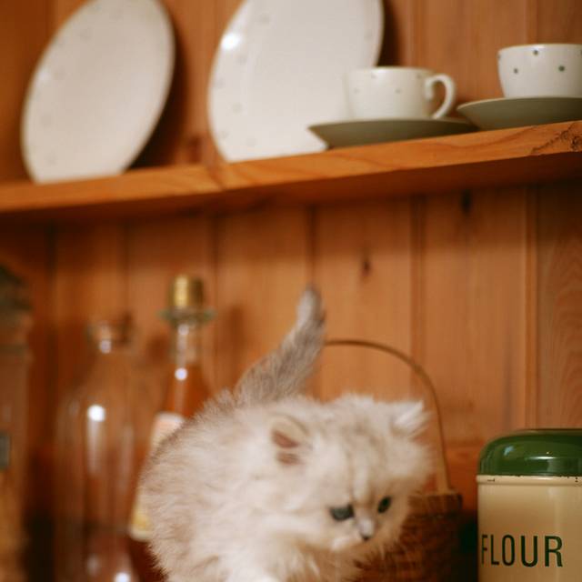 波斯猫
