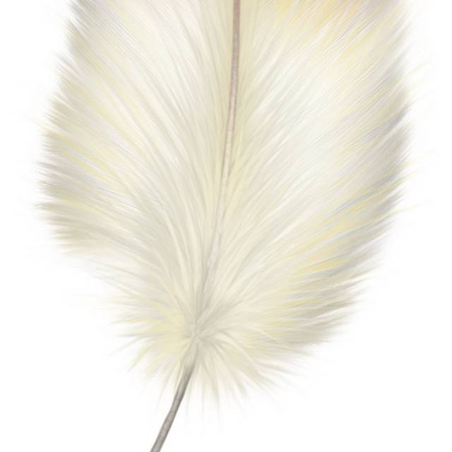 羽毛素材