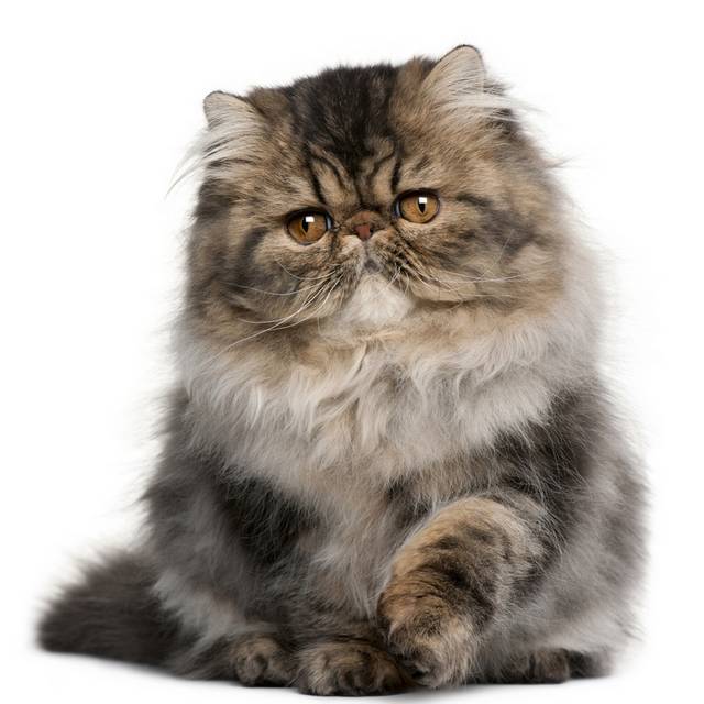 波斯猫