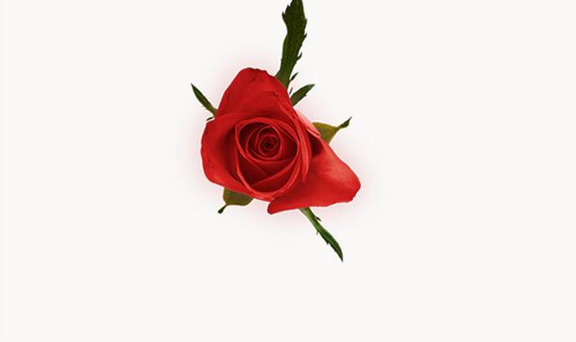 一朵红色玫瑰