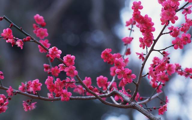 梅花图片