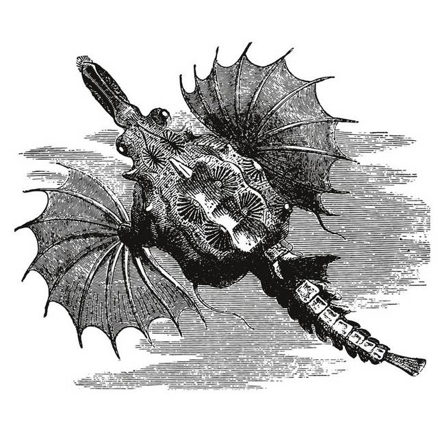 手绘海洋生物