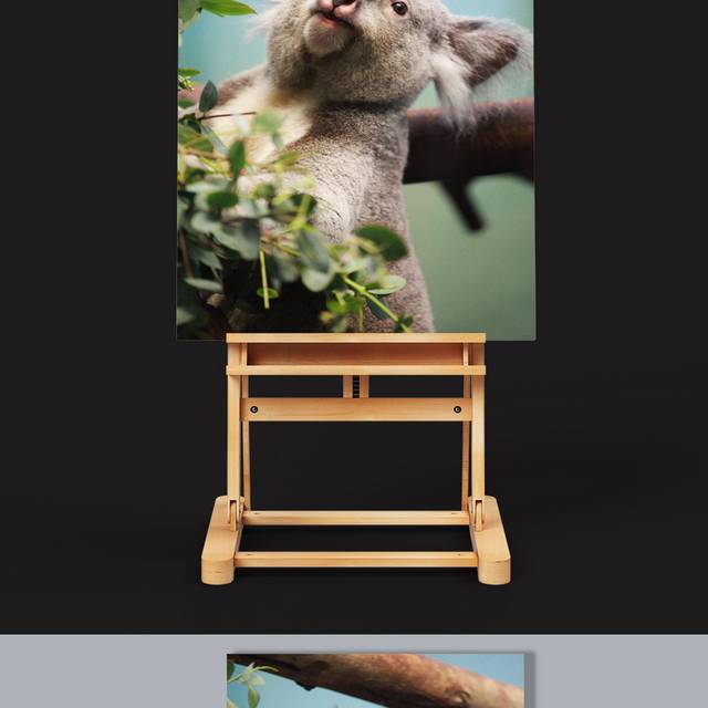 树袋熊动物图片