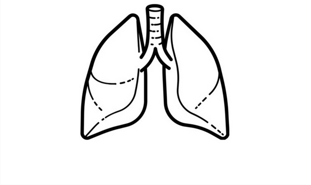 肺简笔画素材