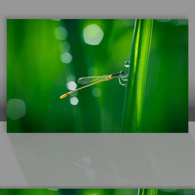 绿色背景蜻蜓春天背景素材