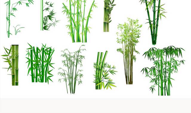 翠绿竹子图片