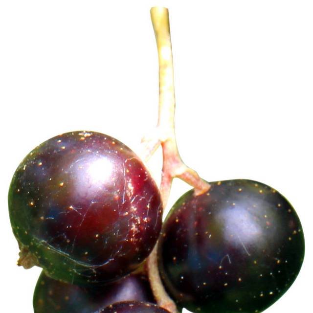 山竹
