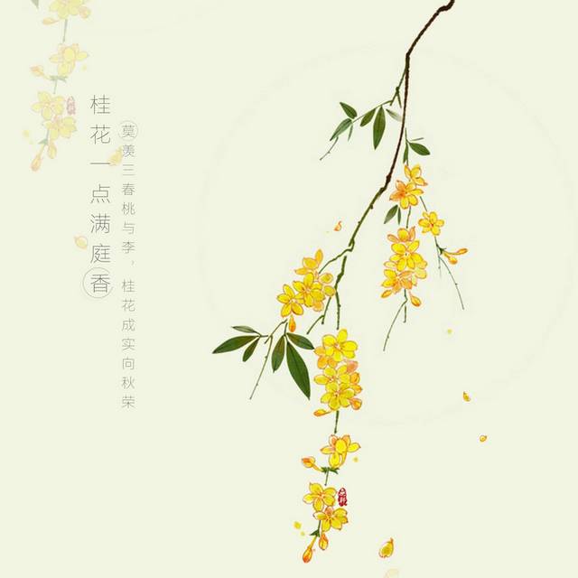 桂花素材