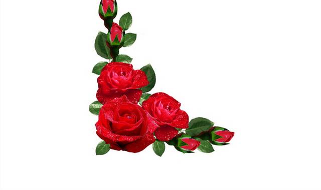 鲜艳唯美玫瑰花素材
