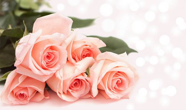 粉色玫瑰花朵图片