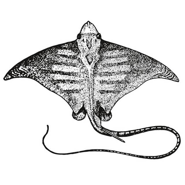 手绘海洋生物