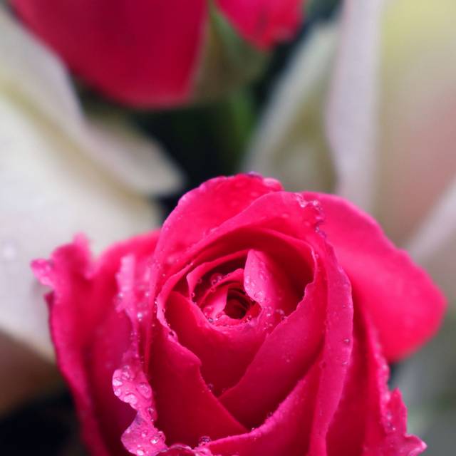 一朵玫红色玫瑰花