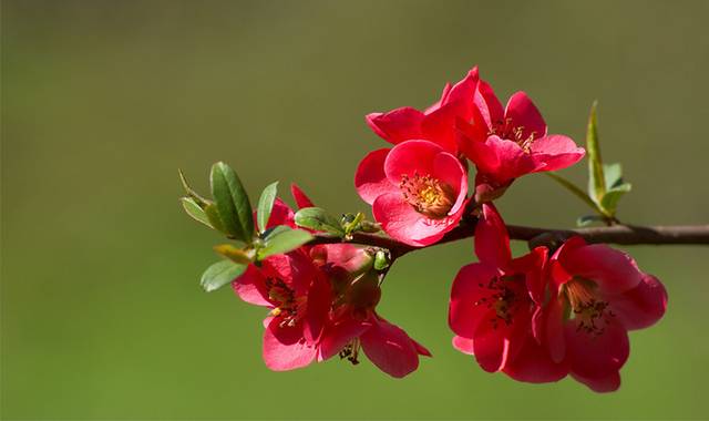 海棠花花朵图片