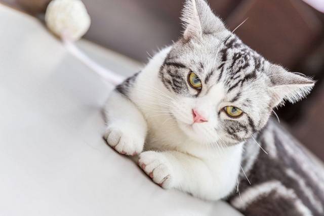 猫咪