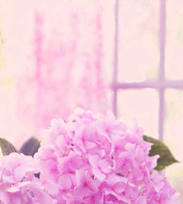 粉紫花盆