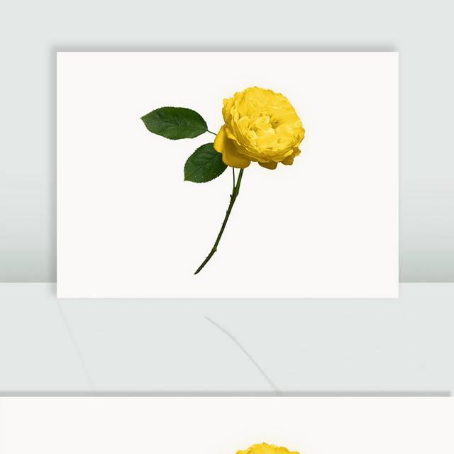 一枝黄色玫瑰图片