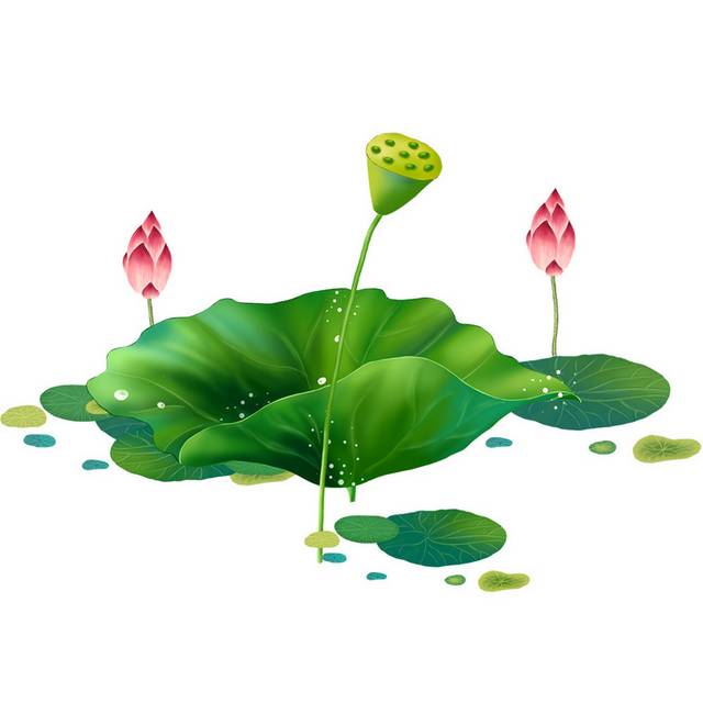 荷花