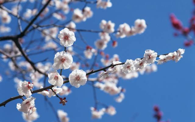 梅花图片