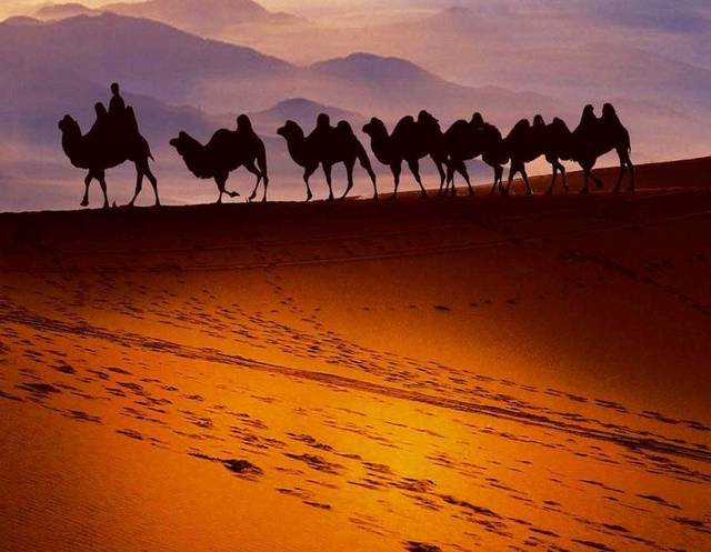 骆驼队背景
