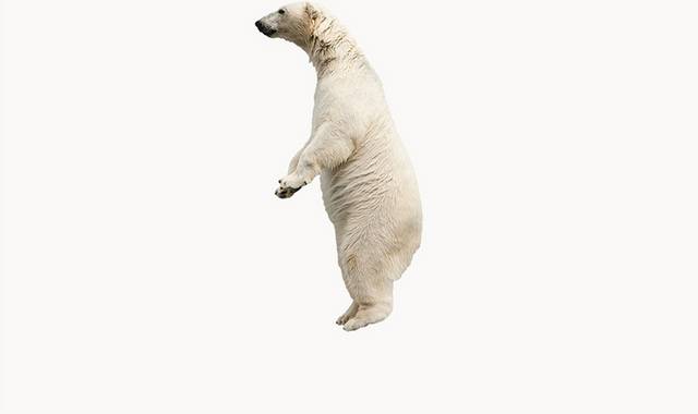 站立的北极熊