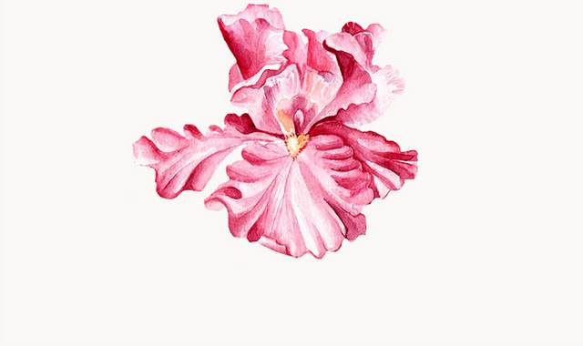 手绘粉色花卉图