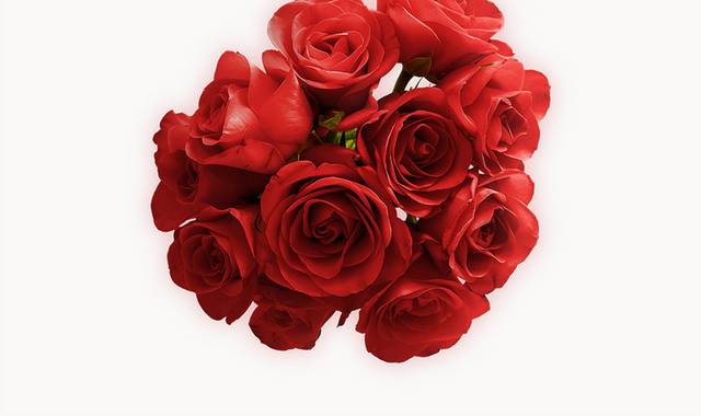 红色鲜花玫瑰
