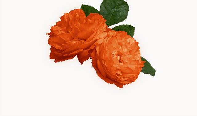 橙色鲜花玫瑰图片
