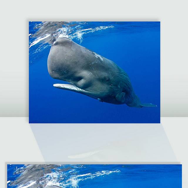 鲸鱼抹香鲸图片