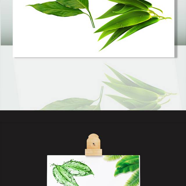 绿叶叶子图片