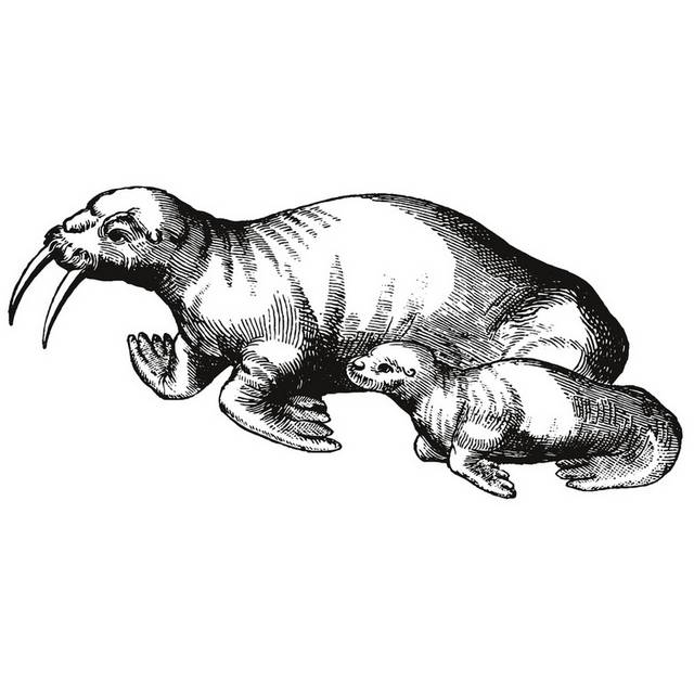 手绘海洋生物