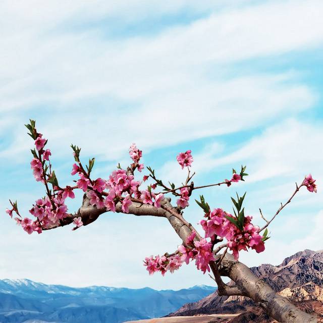 中国风梅花背景