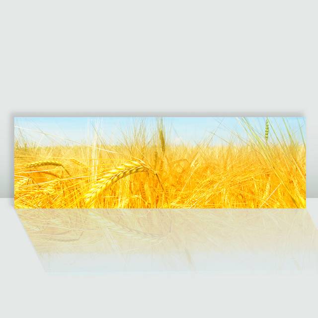 金黄色稻田图片