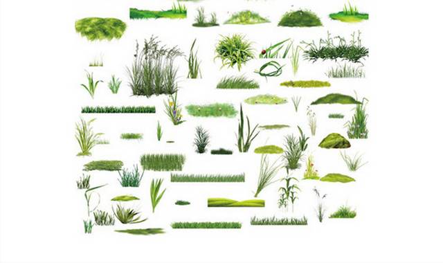 多种绿色小草合集