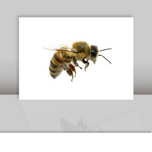 蜜蜂png素材