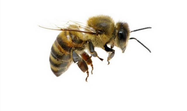 蜜蜂png素材
