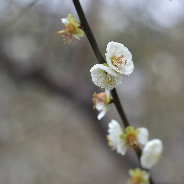 梅花图片