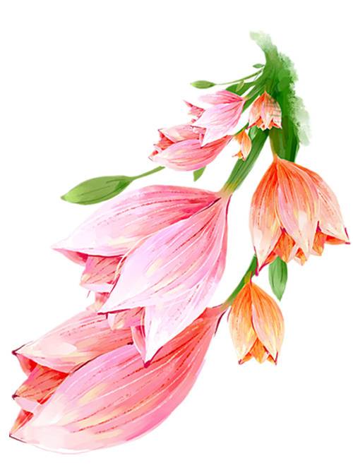 鲜花花卉花朵