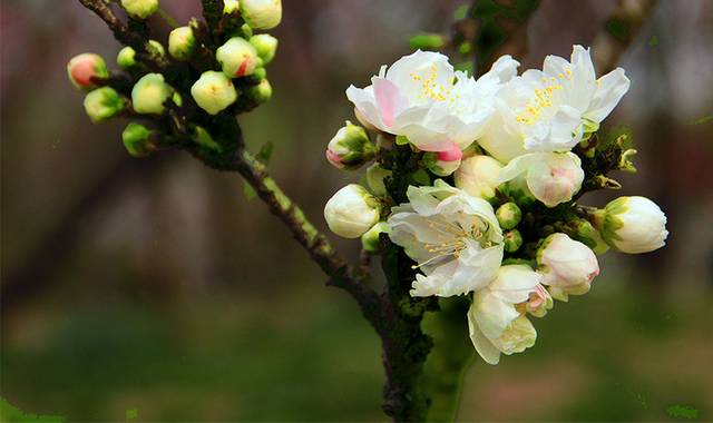 清新海棠花花朵素材