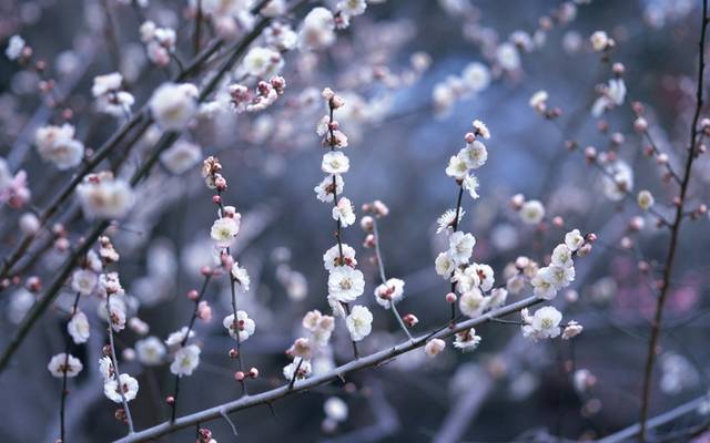 梅花图片