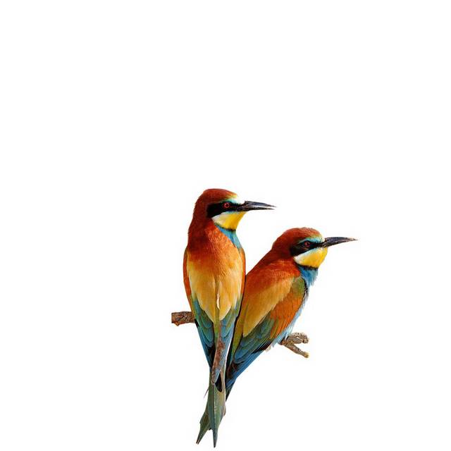 鸟