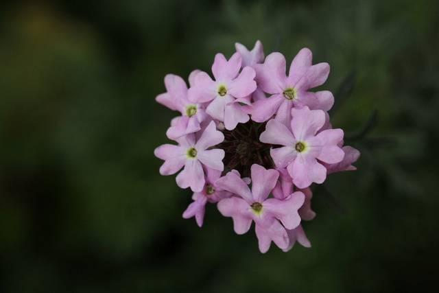 花卉