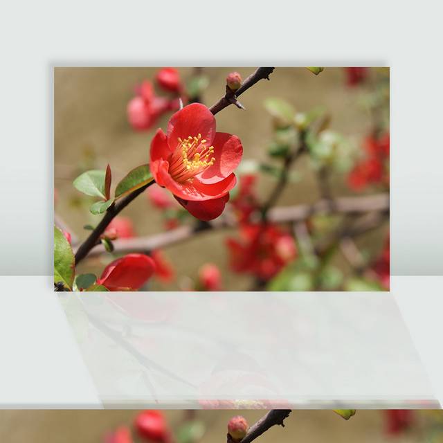 红色海棠花素材