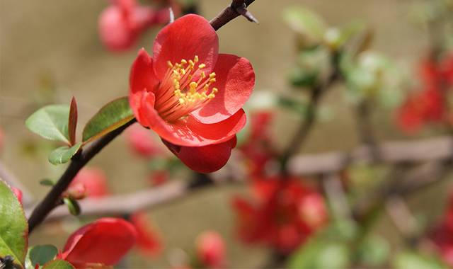 红色海棠花素材