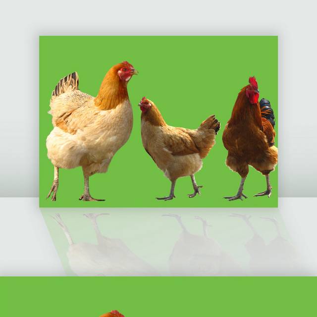 三只鸡设计元素