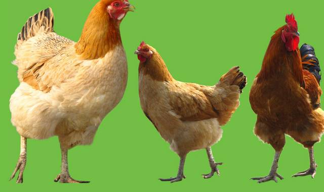 三只鸡设计元素