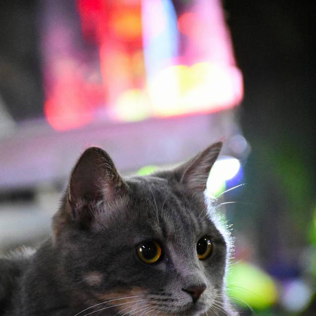 猫咪