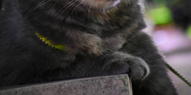 猫咪