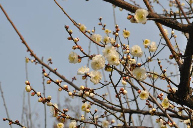 梅花图片