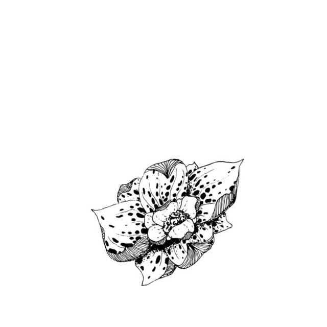 黑白花卉插画15